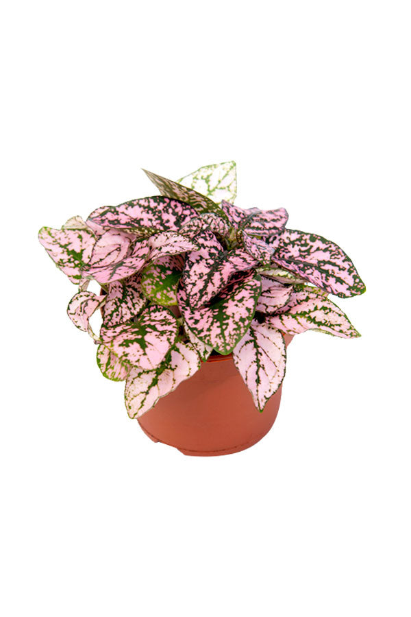 Hypoestes Mix – Indoor Polka Dot Plant with Colorful Foliage in Pot