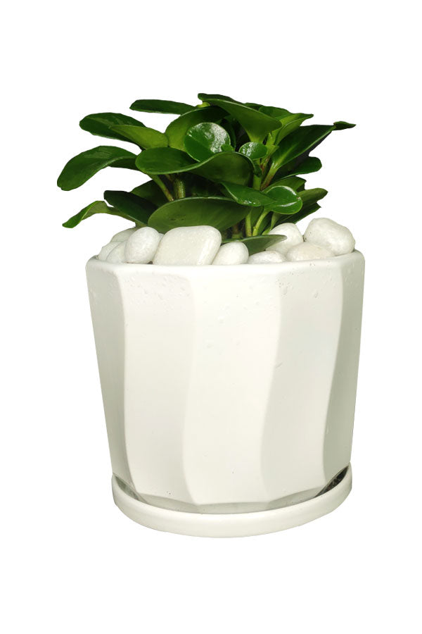Peperomia Obtusifolia – Compact office tabletop plant with glossy green leaves