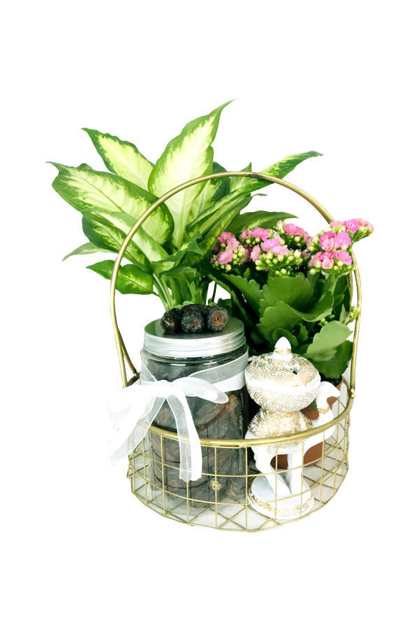 Ramadan Gift Hamper-Dumb Cane & Kalanchoe