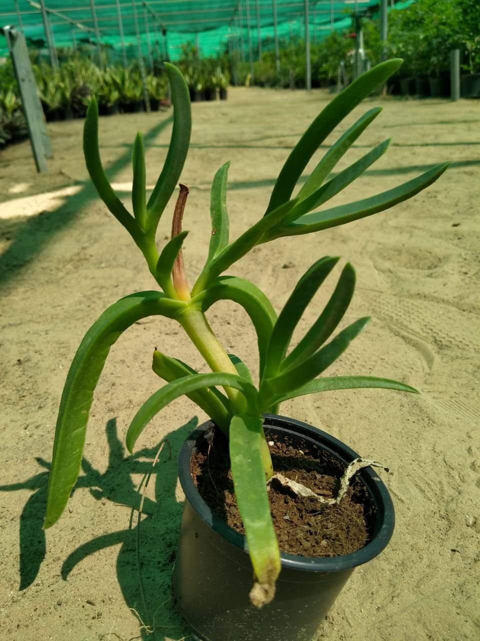 Ice Plant-Aizoaceae - Ice Plant-Aizoaceae - Plantsworld.ae