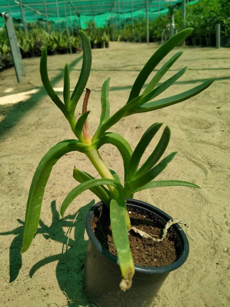 Ice Plant-Aizoaceae - Ice Plant-Aizoaceae - Plantsworld.ae