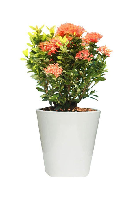 Ixora-Ixora Coccinea - Ixora-Ixora Coccinea - Plantsworld.ae