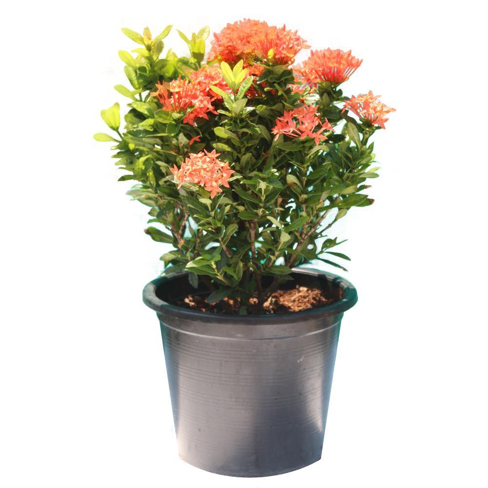 Ixora-Ixora Coccinea - Ixora-Ixora Coccinea - Plantsworld.ae