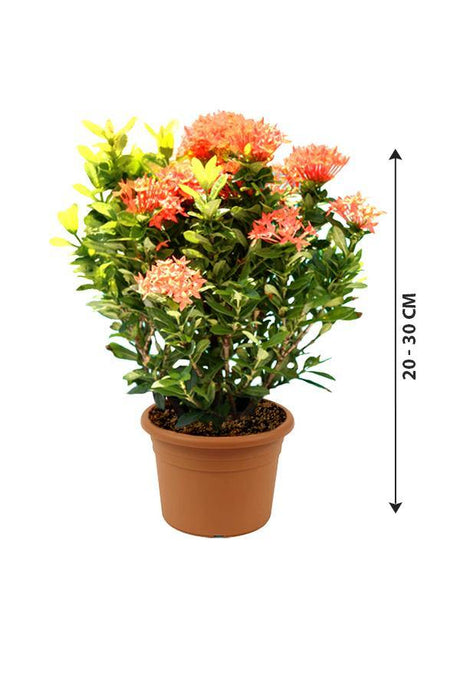 Ixora-Ixora Coccinea - Ixora-Ixora Coccinea - Plantsworld.ae