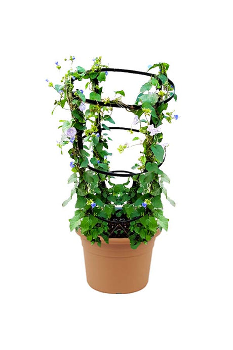 Jacquemontia Marathi Jacquemontia Outdoor Flowering Creeper Plant – Beautiful Blue Flowers for Your Garden.