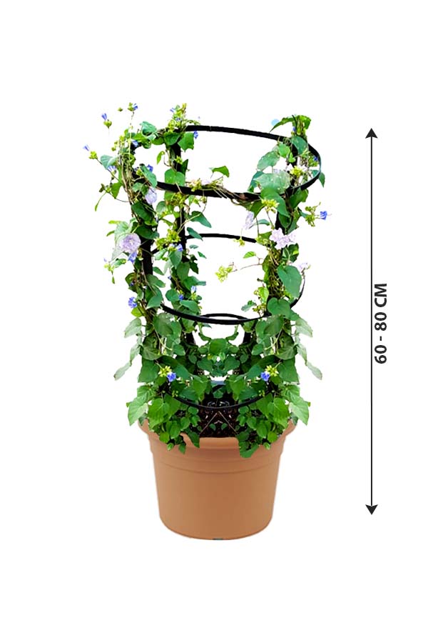 Jacquemontia Marathi - Jacquemontia