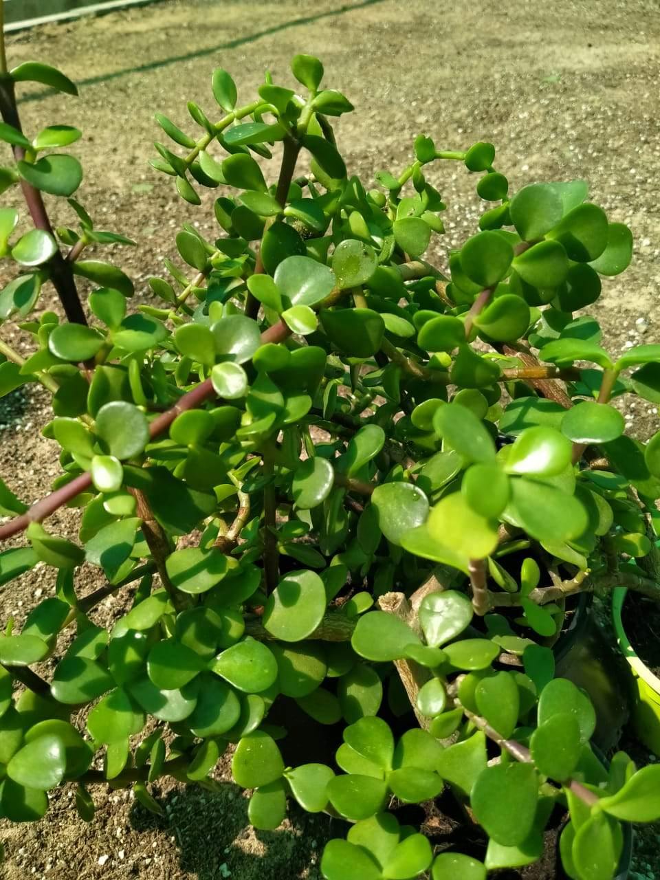 Jade Plant Outdoor-Crassula Ovata - Jade Plant Outdoor-Crassula Ovata - Plantsworld.ae