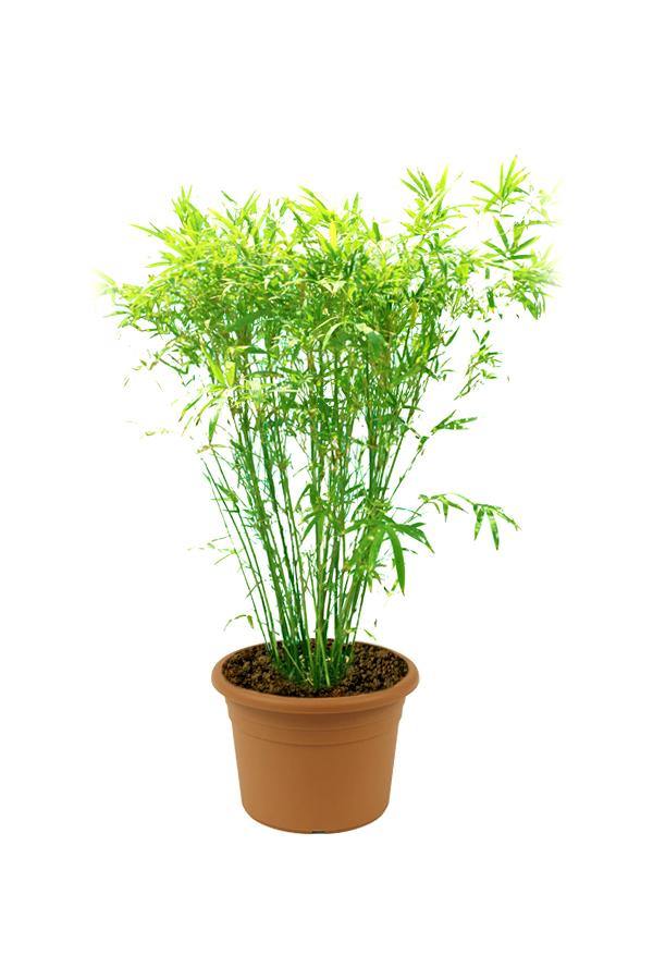 Japanese Bamboo Palm-Pseudosasa Japonica - Japanese Bamboo Palm-Pseudosasa Japonica - Plantsworld.ae