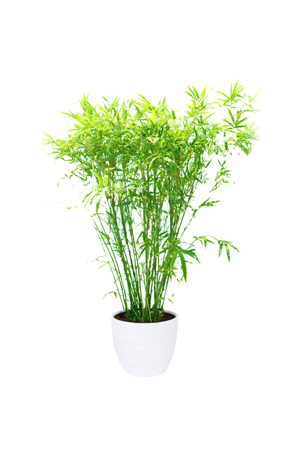 Japanese Bamboo Palm - Pseudosasa Japonica