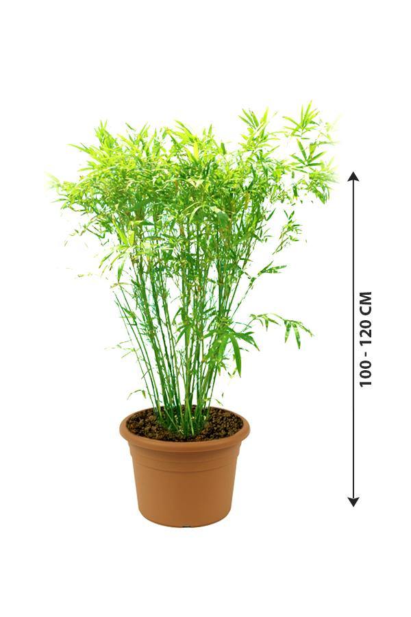 Japanese Bamboo Palm-Pseudosasa Japonica - Japanese Bamboo Palm-Pseudosasa Japonica - Plantsworld.ae