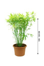 Japanese Bamboo Palm-Pseudosasa Japonica - Japanese Bamboo Palm-Pseudosasa Japonica - Plantsworld.ae
