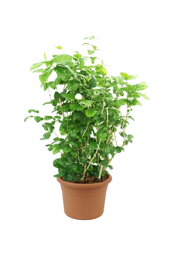 Jasminum Labnani - Jasmine Outdoor Flowering Plant with White Blossoms