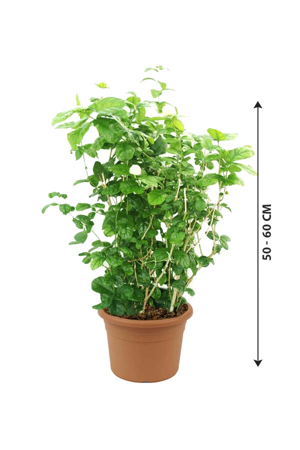 Jasminum Labnani - Jasmine Outdoor Flowering Plant