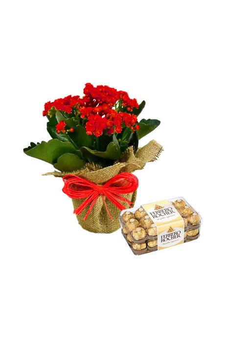 Christmas Plant Combo featuring Red Kalanchoe with jute wrapped pot – perfect holiday gift and festive home décor.