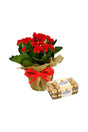 Christmas Plant Combo featuring Red Kalanchoe with jute wrapped pot – perfect holiday gift and festive home décor.