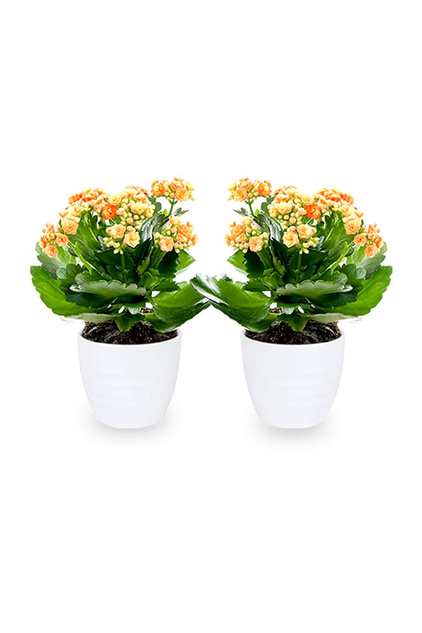 Buy One Get One Kalanchoe Tomentosa Succulent Flowering Plant – PlantsWorld UAE