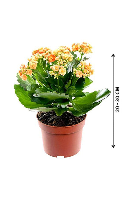 Kalanchoe - Succulent Flowering Plant - Plantsworld.ae - {{ varient.name }}