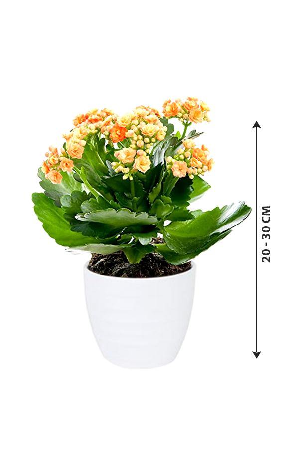 Kalanchoe - Succulent Flowering Plant - Plantsworld.ae - {{ varient.name }}