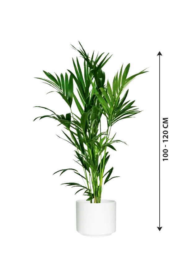 Kentia Palm - Howea Forsteriana