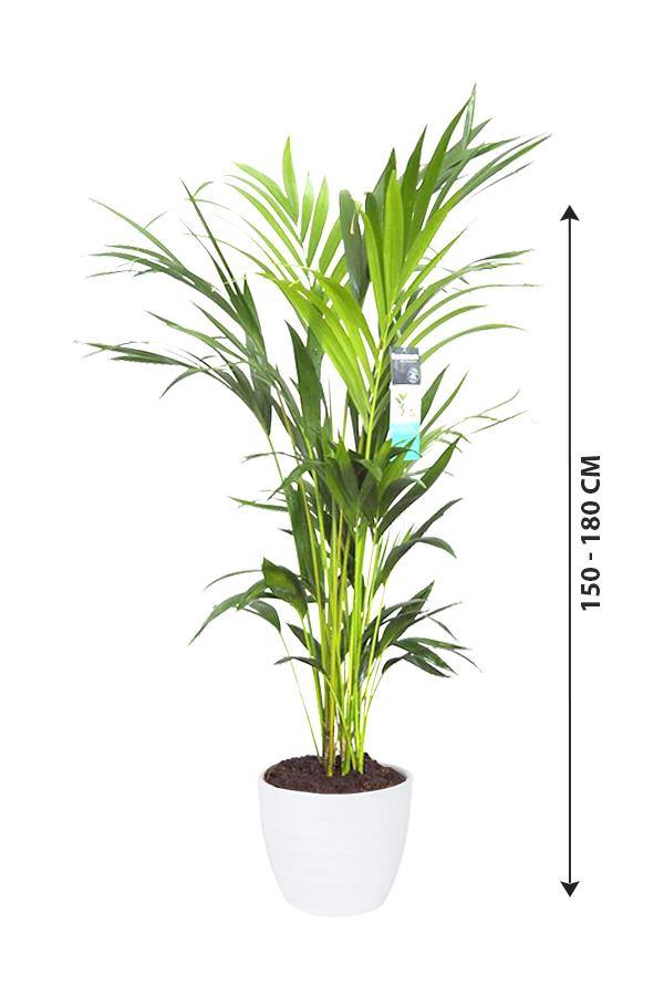 Kentia Palm - Howea Forsteriana - Plantsworld.ae - {{ varient.name }}