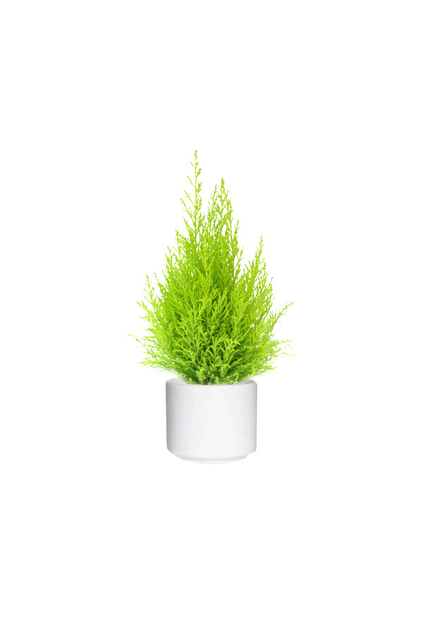 Lemon Cypress - Goldcrest