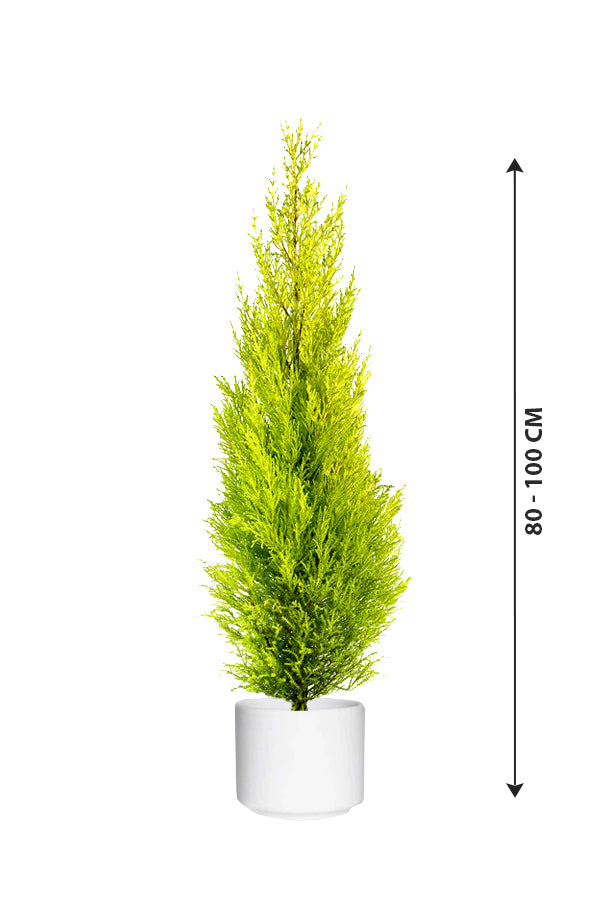 Lemon Cypress - Goldcrest