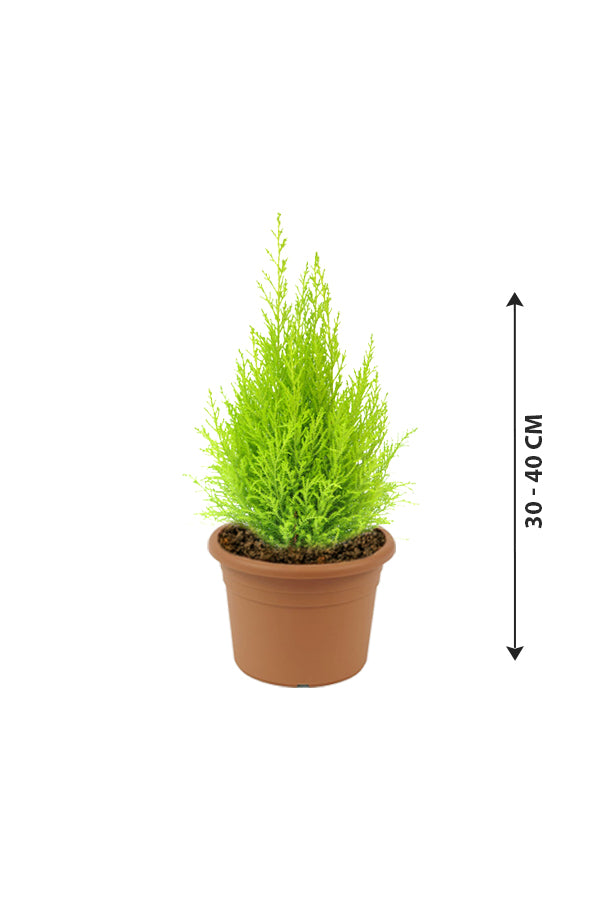 Lemon Cypress - Goldcrest
