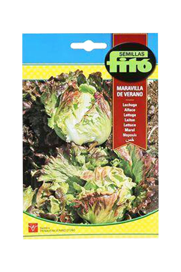 Fito - Lettuce Great Lakes Sebre Seeds (6 g) - Premium Lettuce Seeds for UAE