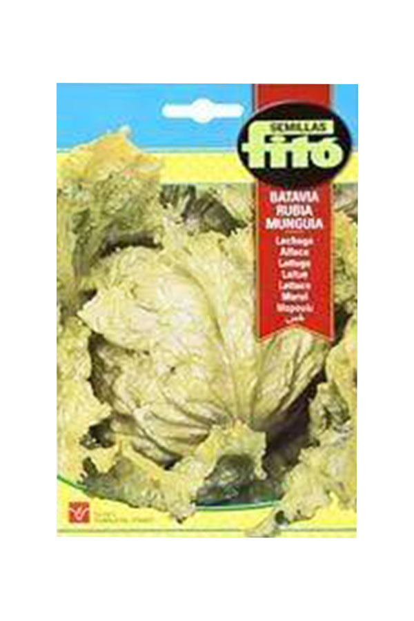 Fito - Lettuce 'Webbs Wonderful' Seeds - Premium Quality Salad Lettuce