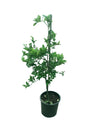 Organic Lime Aurantiifolia Tree with Fresh Green Limes for Your Garden