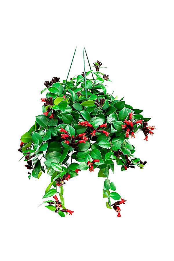 Lipstick Plant (Aeschynanthus Mona Lisa) with Glossy Leaves and Red Flowers – Indoor Hanging Plant UAE