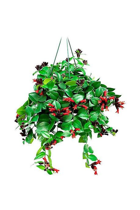 Lipstick Plant (Aeschynanthus Mona Lisa) with Glossy Leaves and Red Flowers – Indoor Hanging Plant UAE