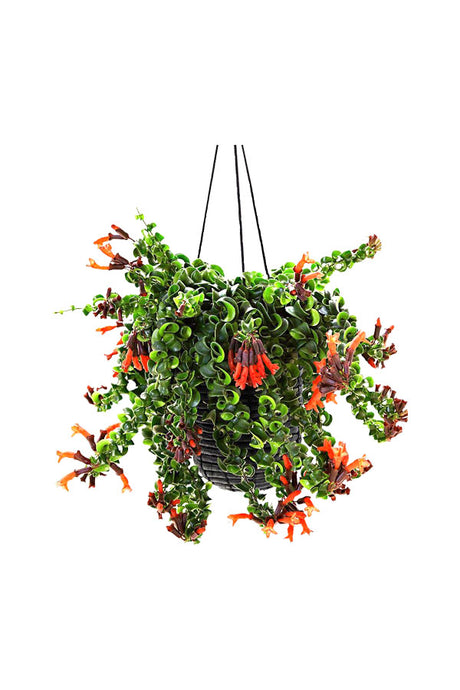Twisted Lipstick Plant (Aeschynanthus) with Curled Leaves and Red Flowers – Hanging Indoor Plant UAE