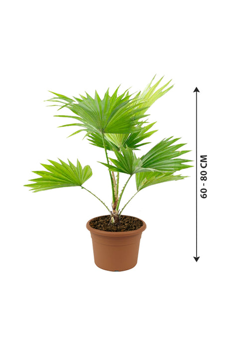 Livistona Palm - Indoor Palm