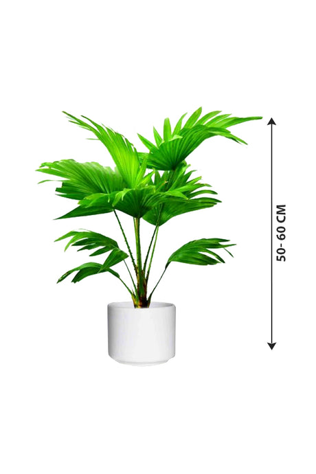 Livistona Australis - Cabbage Tree Palm