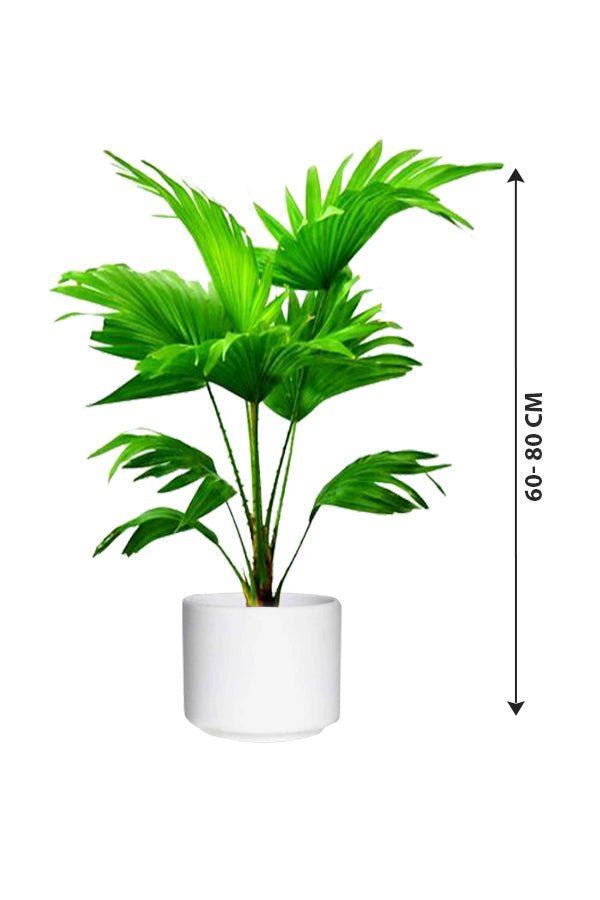 Livistona Australis - Cabbage Tree Palm