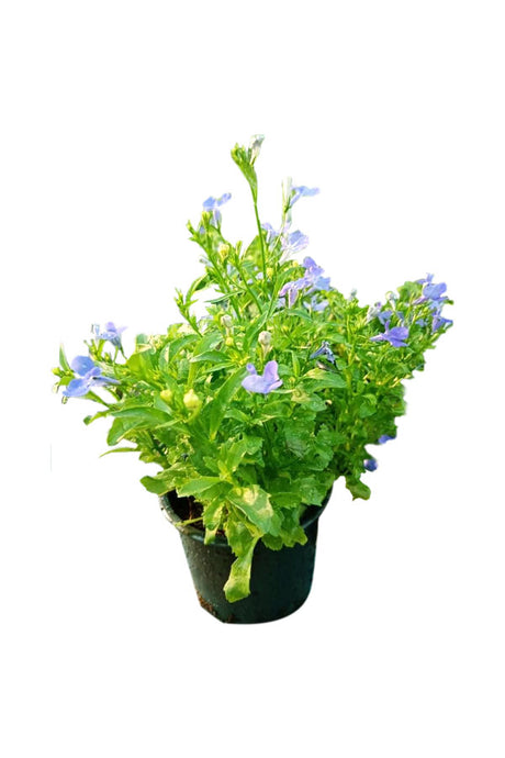 Litchi Tree with Green Leaves and Juicy Red Lychees