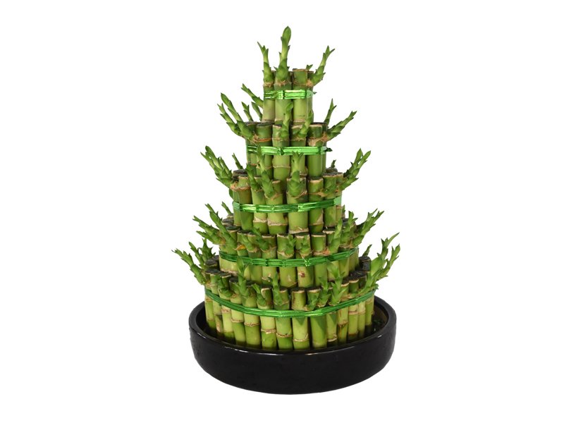 Lucky Bamboo - Steps