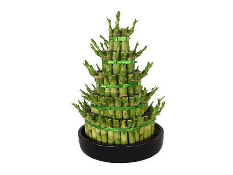 Lucky Bamboo - Steps