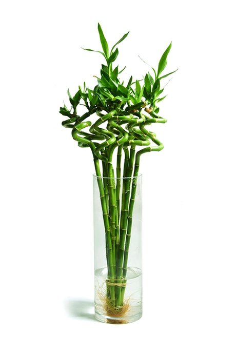 Lucky Bamboo 9 Stick (80-100 cm) arranged in a glass vase, symbolizing prosperity and good fortune, ideal for home or office décor.