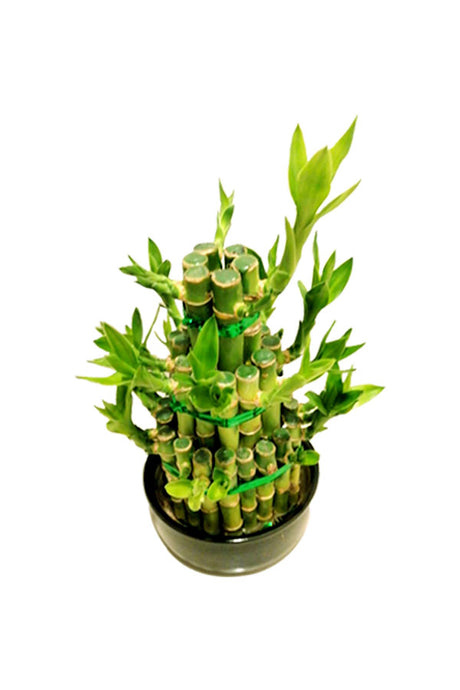 Lucky Bamboo with 3 steps in a nursery plastic pot, symbolizing good luck and prosperity, ideal for home or office décor