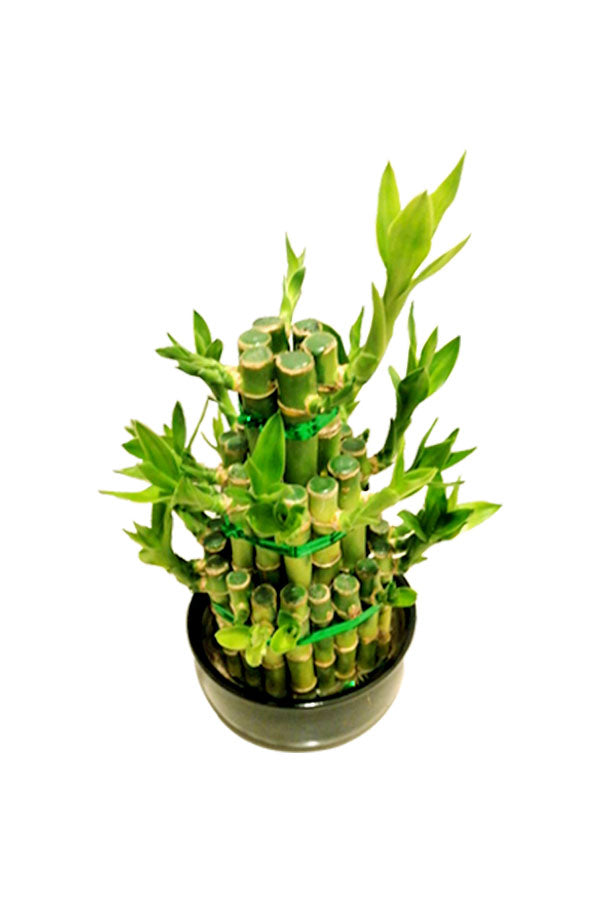 Lucky Bamboo - Steps