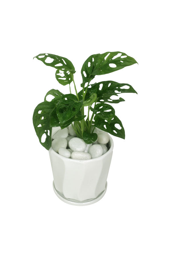 Monstera Obliqua - Office Tabletop Plant