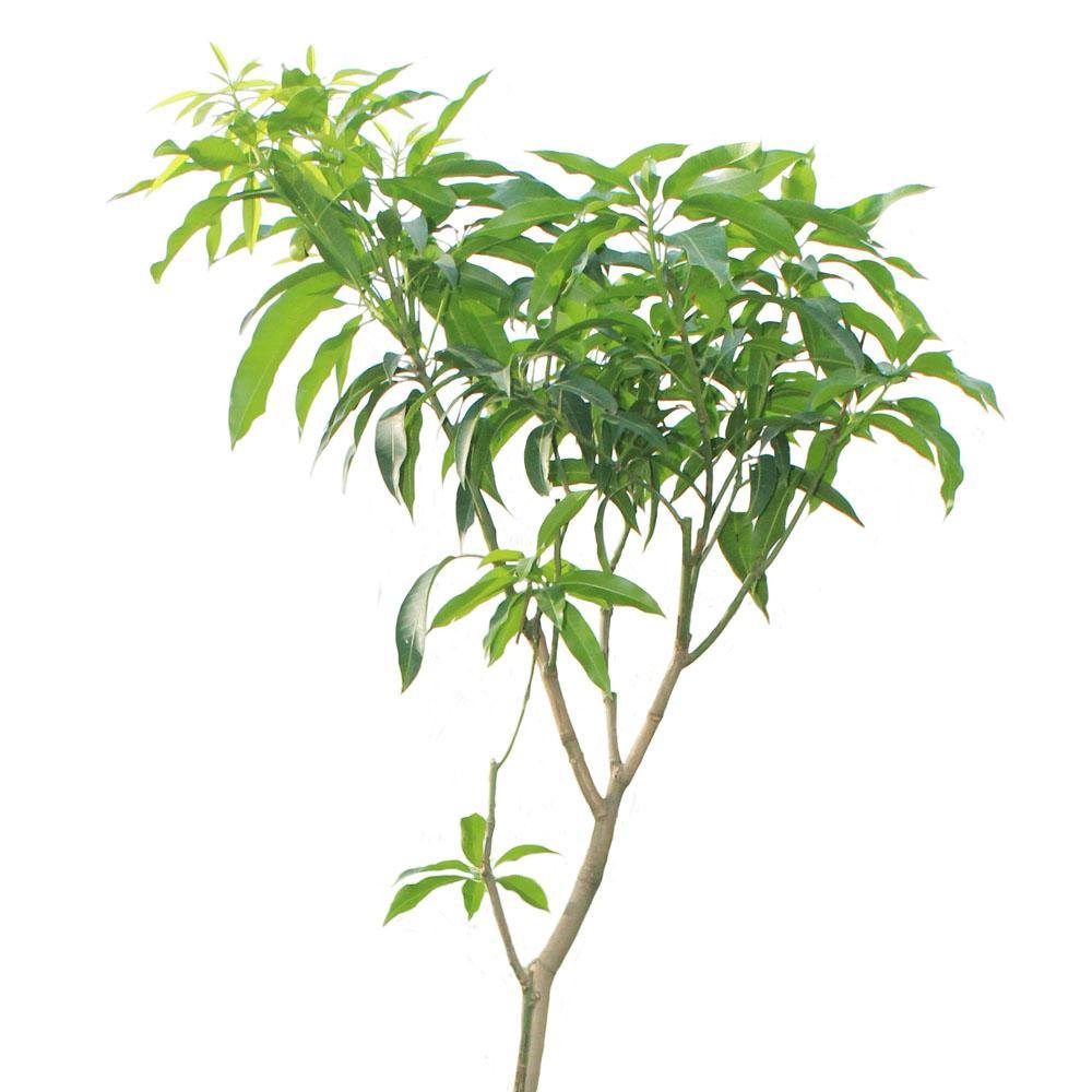 Mango-Mangifera Indica - Mango-Mangifera Indica - Plantsworld.ae