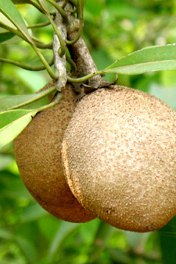 Chikoo (Sapodilla) - Manilkara Zapota