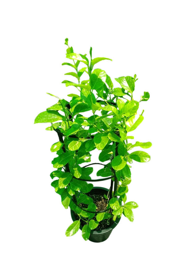 Mandevilla Sanderi - Brazilian Jasmine Outdoor Flowering Plant in Full Bloom