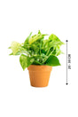 Marble Plant-Indoor Plant - Plantsworld.ae - {{ varient.name }}