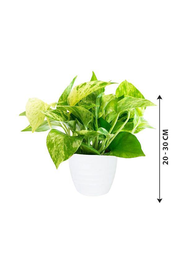 Marble Plant-Indoor Plant - Plantsworld.ae - {{ varient.name }}
