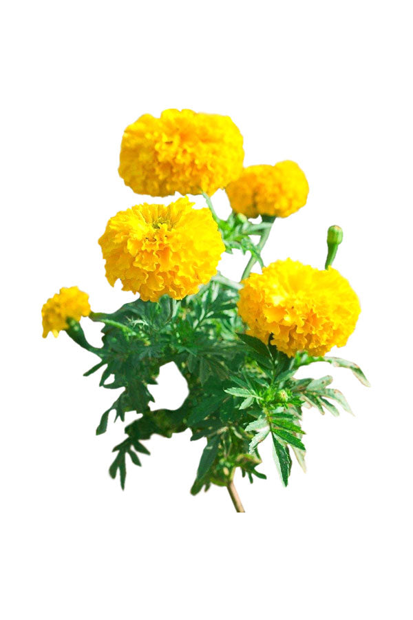 Marigold Tagetes Flowers in vibrant yellow, orange, and red blooms – Buy Marigold plants online at PlantsWorld.ae.