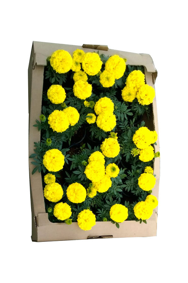 Marigold – Tagetes - Vibrant Marigold